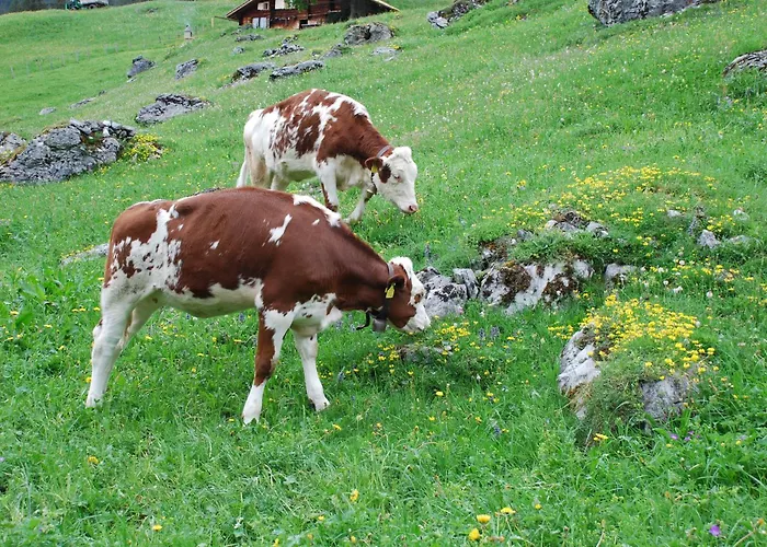 Bluemlisalp Grindelwald